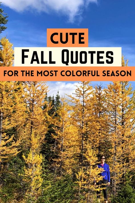 Did you just have the most amazing time enjoying a fall day and are now looking for the best cute fall quotes and captions for Instagram? Here are the best cute, funny, and short autumn quotes about falling for those crisp fall days. Find the best one that fits your experience, picture or just inspires you! Fall Quotes And Sayings Instagram, Fall Colors Quotes, Autumn Quotes Short, Short Fall Quotes, Fall Quotes For Instagram, Cute Fall Quotes, Sunny Day Quotes, Colorado Quotes, Quotes About Falling