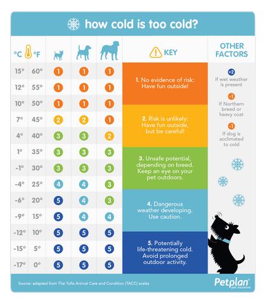 Dog Temperature, Insulated Dog House, Cold Weather Dogs, Dog Safety, Pet Insurance, Too Cold, Dog Care Tips, Healthy Pets, Pet Safety