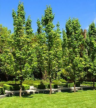 Capital Pears (Pyrus calleryana) are the narrowest growing of all the ornamental pear trees. Capital pear trees look great used to frame entrance ways, multi planted to create a mini pear tree forest or used as a tall narrow screen that requires little or no maintenance. Pyrus Calleryana, Ornamental Pear Tree, Red Maple Tree, Narrow Garden, Street Trees, Pear Trees, Entrance Ways, Garden Rooms, Pear Tree