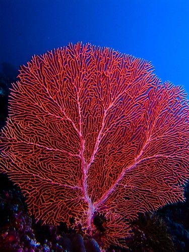 Red Sea Coral Reef, Coral Reef Photography, Bawah Air, Fan Coral, Fauna Marina, Sea Fan, Coral Art, Under The Water, Ocean Floor