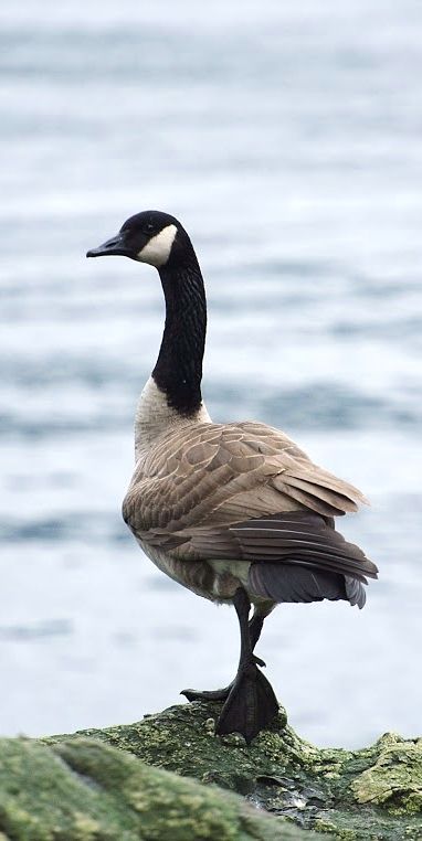 Canada Goose Old Man Portrait, Bunny Painting, Canadian Goose, Watercolor Projects, British Wildlife, Flying Geese, Big Bird, Bird Pictures, Male Portrait