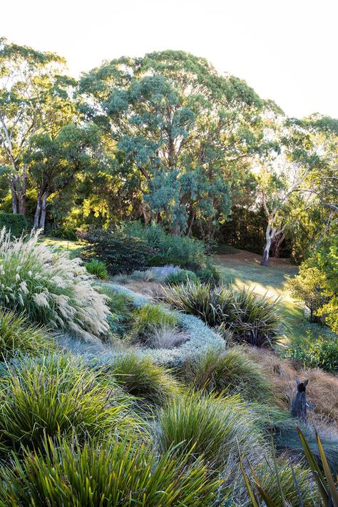 Dream Garden Ideas, Budget Garden Ideas, Backyard Plans, Australian Garden Design, Country Garden Design, Bush Garden, Tattoo Plant, Australian Native Garden, Budget Garden