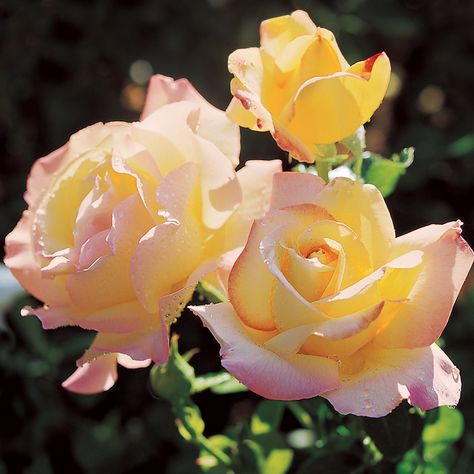 Peace Hybrid Tea Rose for Sale at Jackson and Perkins | Hybrid Tea Peace Rose, Hybrid Tea Rose, Rose Gardens, Rose Trees, Growing Roses, Insect Control, Hybrid Tea Roses, Garden Guide, Rose Bush