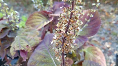 Coleus Seeds, Seed Saving, Plant Decor Indoor, Replant, Backyard Ideas, Hanging Baskets, How To Grow, Plant Decor, Green Thumb