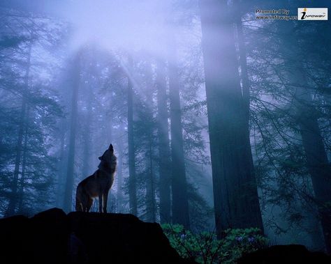 https://flic.kr/p/gksqeP | forest animals wolves new hd wallpaper | forest animals wolves new hd wallpaper Native American Music, Wolf Background, Wolf Poster, Forest Silhouette, Wolf Images, Native American Flute, Wolf Photos, Wolf Wallpaper, Howl At The Moon