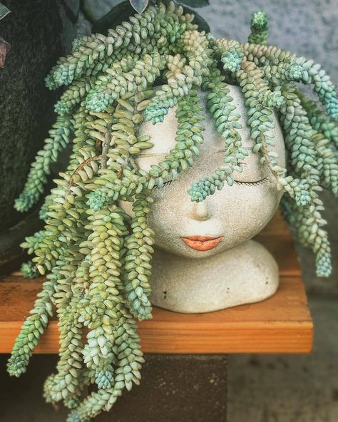 sedum morganianum Floating Plants, Face Planters, Head Planters, Closed Eyes, Plastic Pots, Cool Haircuts, Cool Plants, Outdoor Plants, Display Ideas