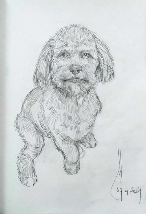 dog is a mix between a Shih Tzu and a poodle.  Graphite pencil Shih Tzu Drawing, Graphite Pencils, Romantic Art, Shih Tzu, Pencil, Dogs, Drawings, Art