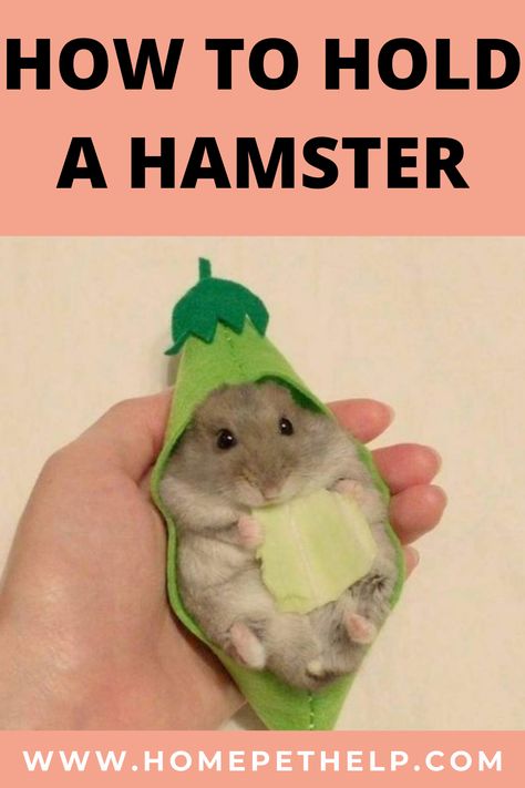 How To Hold A Hamster, Hamster Knowledge, Victoria Rachel Hamster, Hamster Harness, Hamster Facts, Pet Diys, Hamster Cage Ideas, Diy Hamster Toys, Hamster Breeds