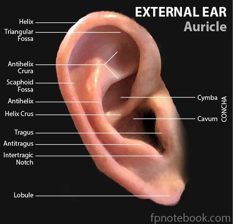 Ear Anatomy Drawing, External Ear Anatomy, Ears Anatomy Drawing, Ear Structure, Ear Anatomy, Outer Ear, Human Anatomy And Physiology, Web Images, Nursing Study