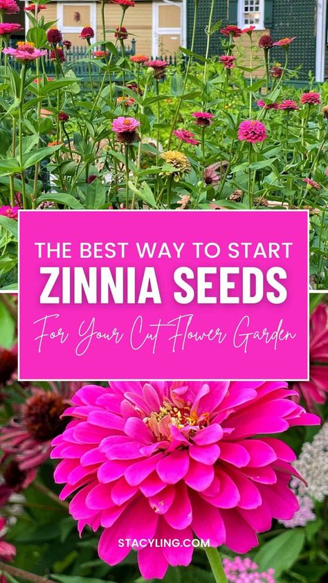 Easy To Grow Flowers, Flower Garden Images, Easiest Flowers To Grow, Zinnia Seeds, Zinnia Garden, Outside Plants, Starting Seeds Indoors, Zinnia Flowers, Cut Flower Garden