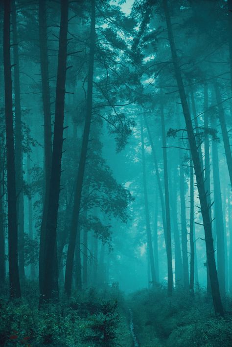 Misty Landscape Photography, Blue Green Aesthetic, Bright Forest, Misty Landscape, Boreal Forest, Misty Morning, Foggy Forest, Mystical Forest, Forest Spirit