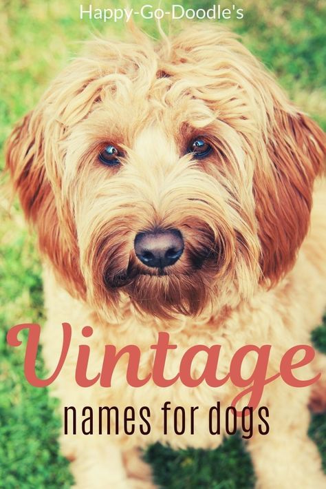 Retro Names, Puppy Names Unique, Country Dog Names, Girl Dog Names Unique, Puppies Names Female, Names For Girl, Dogs Names List, Goldendoodle Names, Cute Puppy Names