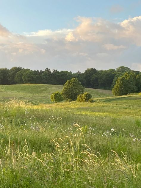 숲 사진, Landscape References, Landscape Reference, Grass Field, Pretty Landscapes, Open Field, Spring Aesthetic, Painting Inspo, Alam Yang Indah