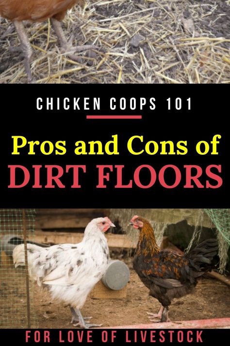 When raising chickens, you need to either build or buy the perfect chicken coop. Learn the pros and cons of using a dirt floor in this article, and find out what is best for your hens and roos! #chickencoops #raisingchickens Dirt Floor Chicken Coop, Chicken Coop Flooring Ideas, Fun Chicken Coop, Chicken Coop Flooring, Chicken Coop Floor, Chicken Thoughts, Cheap Chicken Coop, Building Chicken Coop, Chicken Hacks