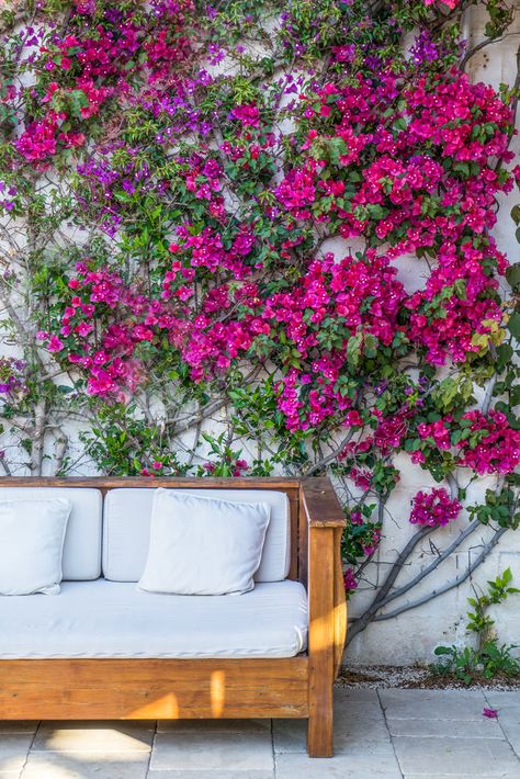 Un tocco mediterraneo con una pianta Bouganville in giardino. Amare la natura significa anche portarla all’interno della propria casa. Possedere spazi esterni aumenta la possibilità… L'articolo Una Bouganville per un atmosfera mediterranea in giardino! 13 ispirazioni proviene da Ideadesigncasa.org. Bougainvillea, B & B, Outdoor Sofa, Solar, Outdoor Furniture, Patio, Outdoor Decor, Furniture, Home Decor