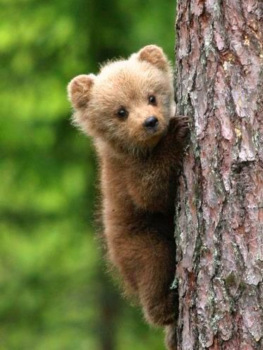 Grizzly Bear Cub, Baby Bear Cub, Cut Animals, Wild Animals Pictures, Cute Goats, Cute Small Animals, Bear Photos, Bear Pictures, Bear Cub