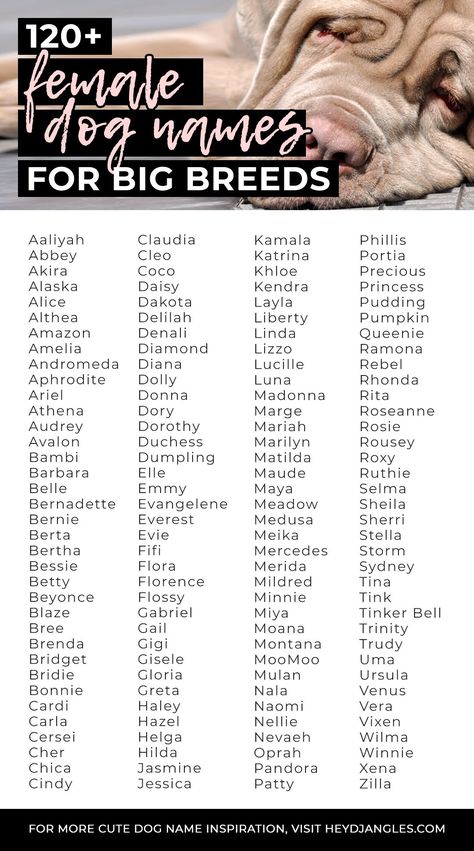 120+ Larger Than Life Female Dog Names for Big Breeds - From Dorothy to Bertha, Cleo, CoCo, Tink and more, check out over 120 female dog names for big breeds right here! Lion Names Female, Female Dog Names Country, Western Girl Dog Names, Names Female Unique, Top Female Dog Names, Female Dog Names Unique, Dog Names Female, Dog Symbolism, Dog Names Girl