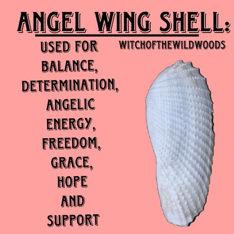 WitchOfTheWildWoods Shell Meaning Witchcraft, Sea Shell Meaning, Witchcraft Meaning, Goddess Spirituality, Water Witch, Crystal Seashells, Metaphysical Spirituality, Pagan Spirituality, Cone Shell