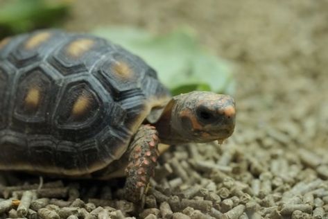 Redfoot Tortoise, Tortoise Enclosure Indoor, Red Footed Tortoise, Kawaii Turtle, Tortoise Table, Tortoise Enclosure, Fish Tank Themes, Russian Tortoise, Tortoise Care