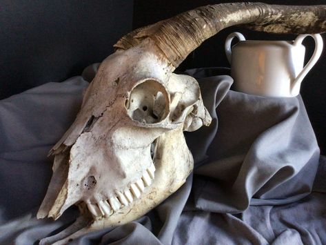 Skull Still Life, Vanitas Paintings, Dog Skull, Skull Collection, Composition Painting, Still Life Pictures, Life Drawing Reference, Animal Skeletons, Lord Byron