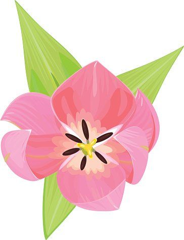 Tulips Top View, Tulip Flower Drawing, Tulip Top, Tulips Art, Carpet Size, Tulips Flowers, Top View, Flower Drawing, Flower Painting