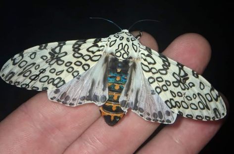 Hercules Moth, Giant Leopard Moth, Beautiful Moths, Io Moth, Giant Moth, Tiger Face Tattoo, Leopard Moth, Tattooed Models, Lovers Tattoo