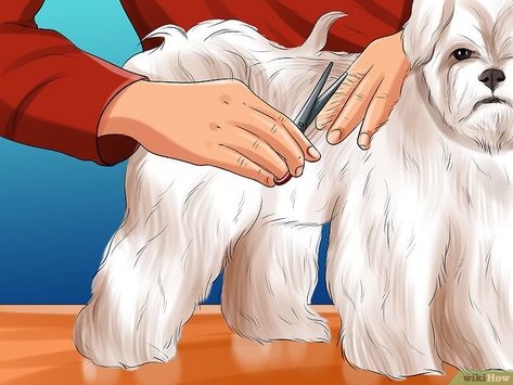 How To Groom A Maltese At Home, Grooming Maltese, Maltese Dogs Grooming, Maltese Puppy Cut, Maltese Grooming, Maltese Dogs Haircuts, Maltese Haircut, Very Small Dogs, Hipster Dog