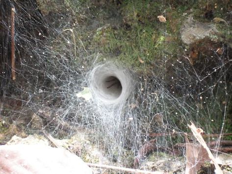 Arachnid Funnel Web Spider, Animal Architecture, Web Spider, Cnidaria, Temple Ruins, Itsy Bitsy Spider, Spider Art, The Magnus Archives, Spider Webs