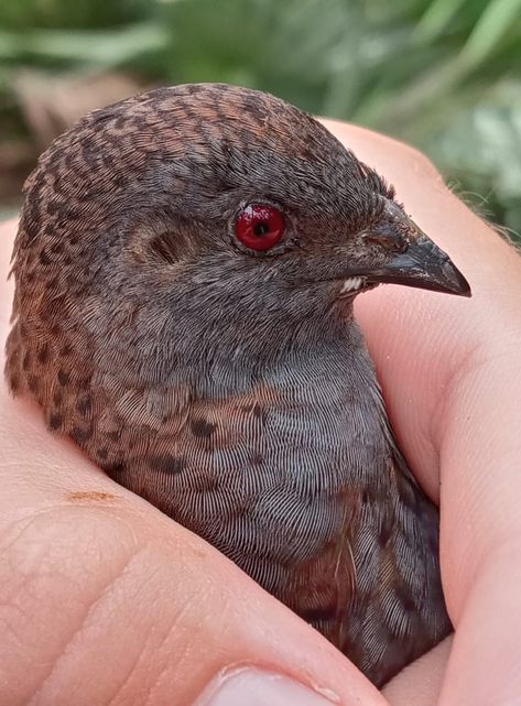 Button Quail Care Guide Button Quails, Quail Care, Button Quail, Chow Puppy, Day Old Chicks, Zebra Finch, Chow Chow Puppy, Quails, Small Breed