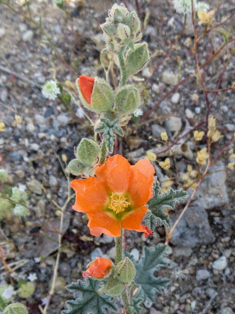 10 Enchanting Wildflowers Native to New Mexico Desert Globemallow, Cloudcroft New Mexico, Oasis Garden, Orange Wildflowers, Prickly Pear Margarita, Desert Ecosystem, Electric Daisy, Southwest Usa, Yucca Plant