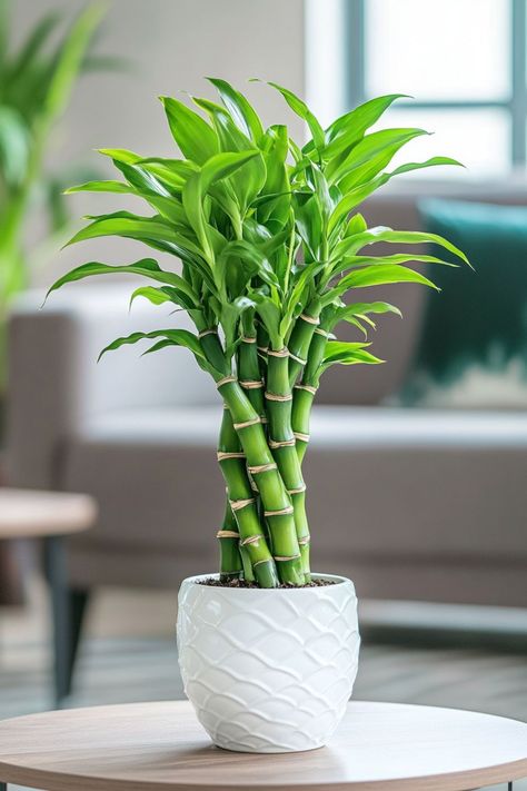 Lucky Bamboo (Dracaena sanderiana) is a delightful and vibrant addition to any home or office! 🎍🌿 Known for its elegant, spiral-shaped stems and easy care, this plant is a beautiful blend of aesthetic appeal and symbolic luck. Low maintenance and bursting with charm, Lucky Bamboo is perfect for adding a touch of greenery and good fortune to your space. Indulge in this stylish twist on indoor plants today! 🌱✨ #LuckyBamboo #IndoorPlants #GoodFortune #GreenLiving Bamboo Palm Plant, Bamboo Indoor Plant, Bamboo Plant Indoor, Dracaena Sanderiana, Plant Vegetables, Pot Flowers, Planting Plants, Lucky Bamboo Plants, Lucky Plant