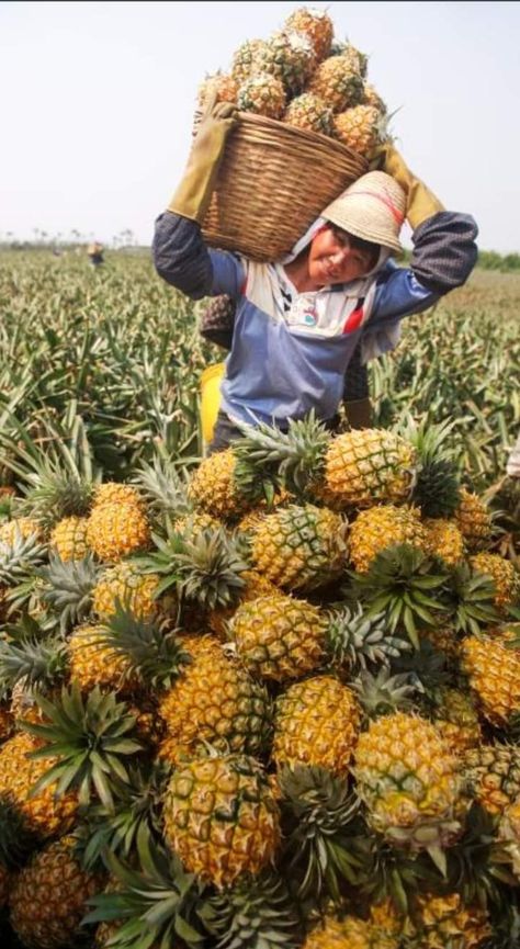 Pineapple Farm, Horticulture Therapy, Fruit Bearing Trees, Farm Lifestyle, Ways To Be Happier, Fruit Photography, Best Supplements, Fruit Plants, Fruit Garden