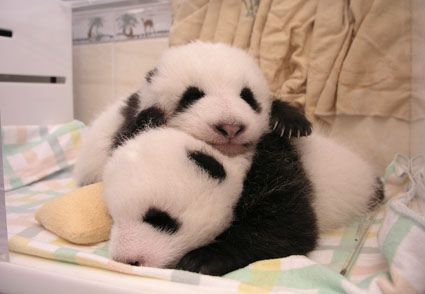 Panda Babies, Baby Pandas, Baby Panda Bears, Panda Baby, Zoo Babies, Panda Bears, Panda Love, Baby Panda, Silly Animals