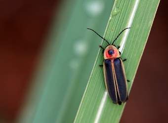 Firefly Festival, Lightning Bugs, Bug Images, Lightning Bug, Bug Tattoo, Nervous Breakdown, Termite Control, Macro Shots, Smoky Mountain National Park