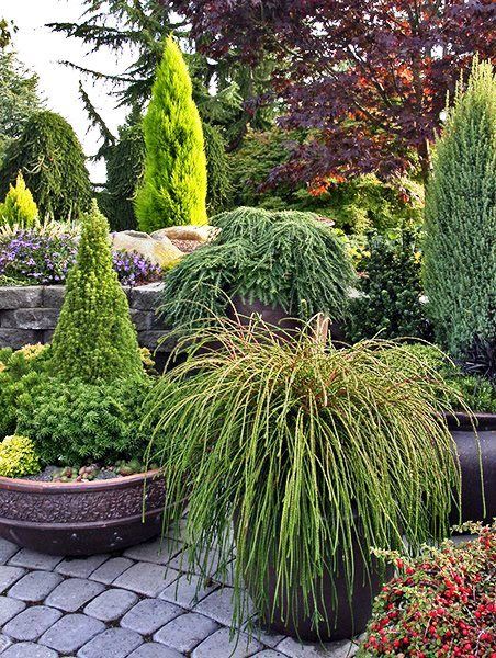 Dwarf conifer display from NW Construction and Landscape. Amazing container ideas! Whipcord Western Red Cedar, Conifer Container Garden, Whipcord Arborvitae, Miniature Conifers, Conifer Garden, Conifers Garden, Evergreen Garden, Patio Pots, Garden Containers