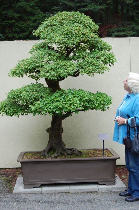 Trident maple Big Bonsai Tree, Large Bonsai Tree, Maple Bonsai, Beautiful Bonsai, Bonsai Art, Bonsai Plants, Bonsai Trees, Bonsai Garden, Pacific Rim