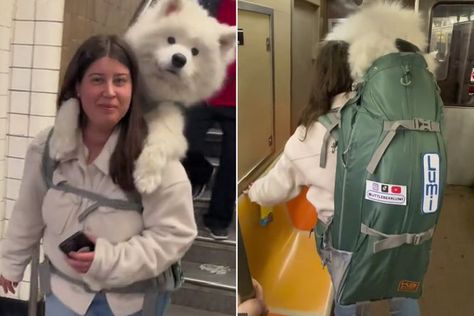 Woman Carries 52 Lbs. White Samoyed Dog in Backpack to Beat Rule on N.Y.C. Subway White Samoyed, New York City Subway, Samoyed Dog, Nyc Tours, Dog Purse, Samoyed Dogs, New York Subway, Dog Backpack, Nyc Subway