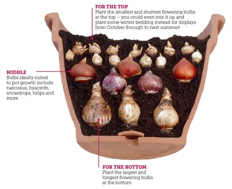 How to Lasagne Plant Spring Bulbs - YouGarden Blog Bulbs In Containers, How To Plant Bulbs, Plant Bulbs, Growing Bulbs, Parrot Tulips, Tulip Bulbs, Spring Flowering Bulbs, Tall Flowers, Garden Bulbs