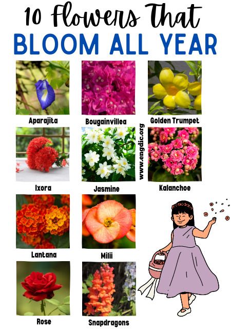 Have you ever wanted to have a garden that blooms year-round? Lucky for you, there are many types of flowers that bloom all year long! Whether you want to brighten your backyard with vibrant colors or create the perfect unique gift for someone special, these top 10 flowers are sure to offer something beautiful in any season. From roses and Jasmine to snapdragons and lantana, this list will give you plenty of options so that your landscape is continuously filled with gorgeous Ixora. Keep reading All Season Flowers Plants, All Year Flowers, Year Long Flowers, Flower All Year Round, All Year Plants Outdoors, Flowers For All Seasons, All Year Flowering Plants, Flowers That Last All Year Long, Blooming House Plants