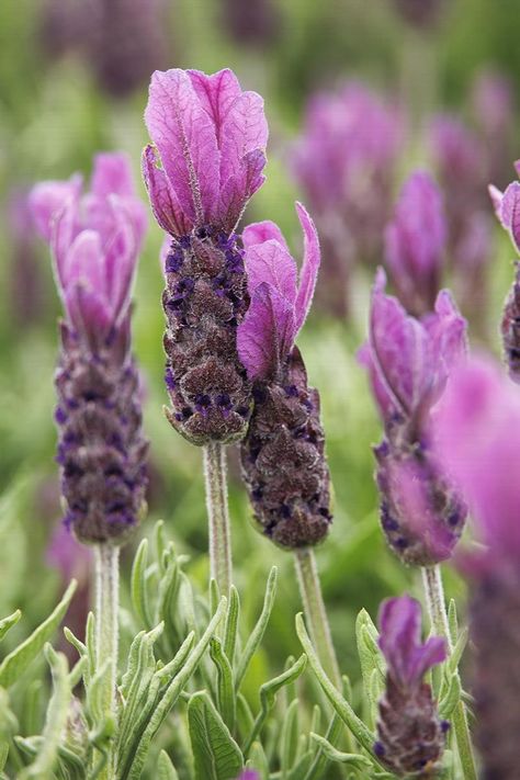 Lavender Correspondences, Spanish Lavender Landscapes, Lavender Herbalism, Spanish Lavender, Monrovia Plants, Dark Purple Flowers, Lavandula Angustifolia, Lavender Plant, Sun And Water