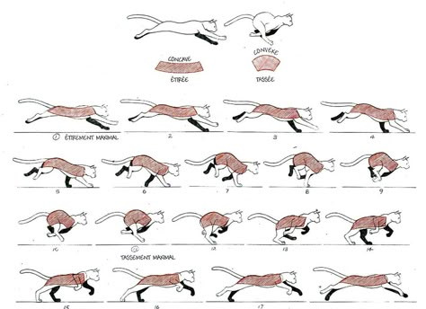 Cat running drawing. How to Draw Cats and Kittens. Feline art. Animal movement. Cat jumping. Like what I like? When you purchase through one of my links I may earn an affiliate commission. Cat Running Drawing, Running Drawing, Cat Running, Cat Drawing Tutorial, Cats Art Drawing, Cat Anatomy, Cat Run, Warrior Cat Drawings, Cat Reference