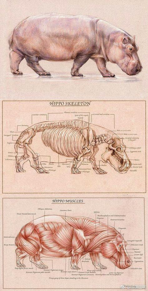 Anime Inktober, Kuda Nil, Hippo Drawing, Inktober Prompts, Prompt List, Animal Skeletons, Drawing Prompts, Animal Anatomy, Animal Study