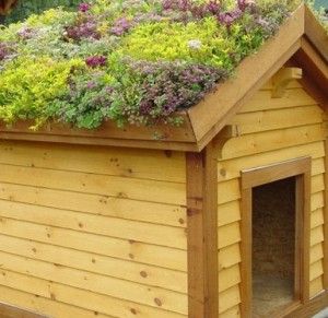 Green roof shed Living Green Roof, Green Roof Garden, Grass Roof, Green Roofs, Wood Pots, Living Roofs, Dog Garden, Dog Kennel Outdoor, Kitchen Herbs