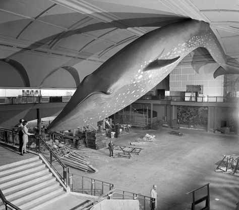 collectivehistory: Installation of the blue whale at the American Museum of Natural History, New York City, 1969 1970s Childhood, American Museum Of Natural History, Library Images, Museum Of Natural History, A Whale, Blue Whale, History Museum, Ocean Life, Art Google