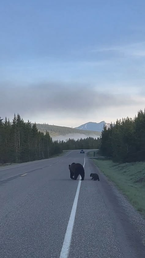 Grizzly Bear Aesthetic, Yellowstone National Park Aesthetic, Andy Aesthetic, Yellowstone Aesthetic, Natures Playground, Mountain Core, Montana Yellowstone, West Yellowstone Montana, Yellowstone Trip