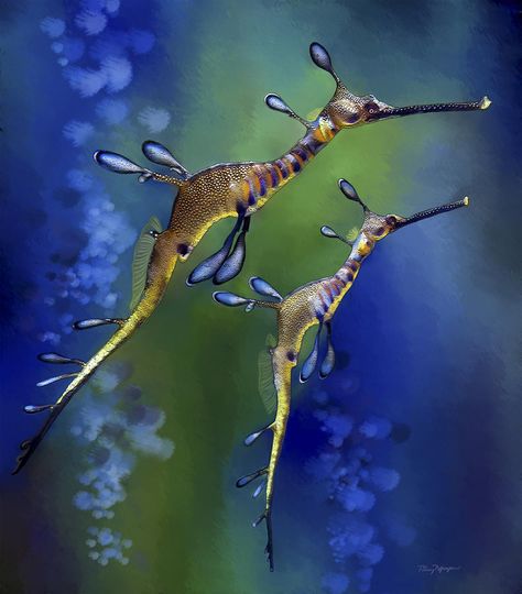 Weedy Sea Dragon, Sea Dragons, Tropical Freshwater Fish, Ocean Beauty, Fauna Marina, Sea Horses, Beautiful Sea Creatures, Sea Dragon, Water Life