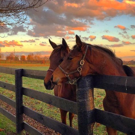 Kentucky Tourism, Horse Colours, Slight Edge, Two Horses, Horse Aesthetic, My Old Kentucky Home, Kentucky Home, Equestrian Life, Fall Day