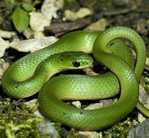 We have a few camp snakes. Our favorite is Monty, a bald python. During nature campers have the chance to hold the snakes Rough Green Snake, Green Mamba, Mamba Snake, Snake Green, Japanese Dragon Tattoo, Beautiful Snakes, Green Snake, Snake Tattoo, Cute Dragons