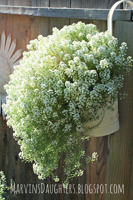 Alyssum Flowers In Pots, Choose A Number, Alyssum Flowers, Junk Chic Cottage, Vintage Containers, Backyard Flowers, Garden Fun, Joe Montana, Shabby Chic Home