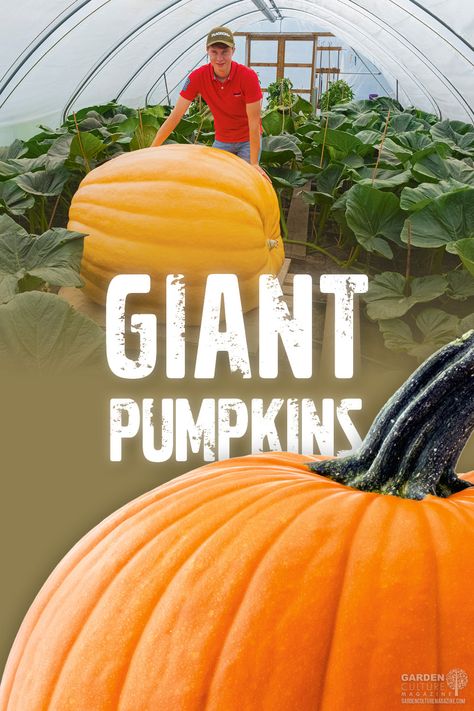 Here’s the tale of a young plant science student and his experience growing an award-winning pumpkin! Growing Giant Pumpkins, Giant Vegetable, Zucchini Plants, Pumpkin Garden, Giant Pumpkin, Growing Pumpkins, Growing Pains, Permaculture Design, Spider Mites